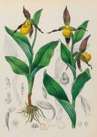 Image de Carnet ligné Orchidée jaune, dessin 19e siècle