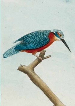 Image de Carnet ligné Martin pêcheur, dessin 18e siècle