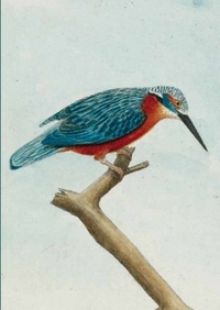 Image de Carnet ligné Martin pêcheur, dessin 18e siècle