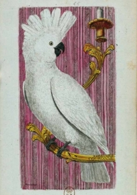 Image de Carnet ligné Kakatoès, dessin 18e siècle