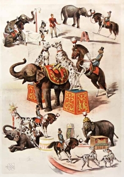 Image de Carnet ligné Animaux dressés, cirque