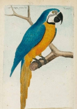 Image de Carnet ligné Ara bleu, dessin 18e siècle