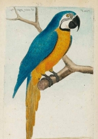 Image de Carnet ligné Ara bleu, dessin 18e siècle
