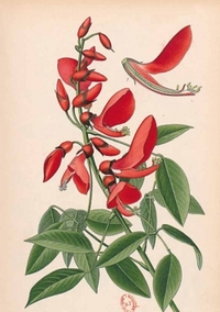 Image de Carnet ligné Erythrine,  dessin 19e siècle