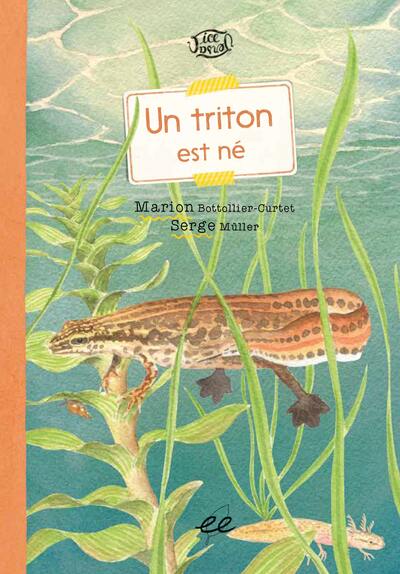 Image de Un triton est né