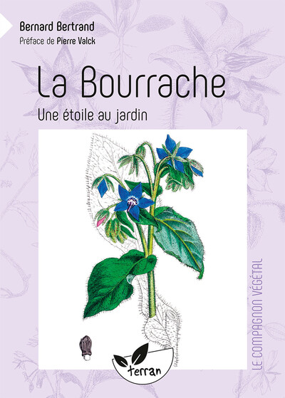 Picture of La Bourrache - Une étoile au jardin