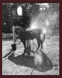 Picture of Calling the Bird Home