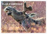 Image de ÉLAN D'AMÉRIQUE - ROI DES FORÊTS DU NORD (Calendrier mural 2027 DIN A2 vertical), CALVENDO calendrier mensuel