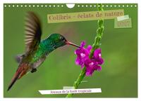 Image de Colibris - éclats de nature (Calendrier mural 2027 DIN A4 vertical), CALVENDO calendrier mensuel