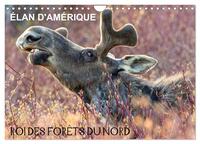Image de ÉLAN D'AMÉRIQUE - ROI DES FORÊTS DU NORD (Calendrier mural 2027 DIN A4 vertical), CALVENDO calendrier mensuel