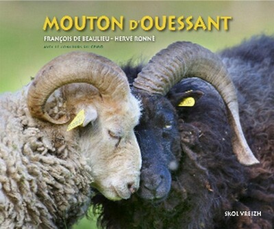 Picture of Le mouton d'Ouessant