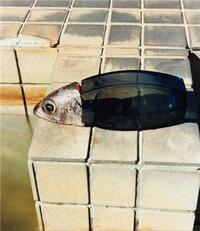 Image de Naohiro Harada Tokyo Fishgraphs /anglais