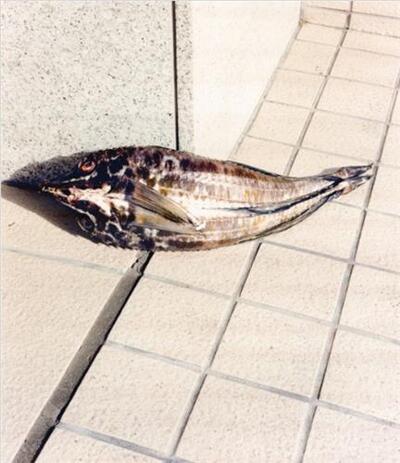 Picture of Naohiro Harada Tokyo Fishgraphs II /anglais