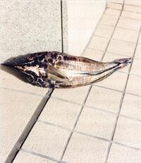 Picture of Naohiro Harada Tokyo Fishgraphs II /anglais