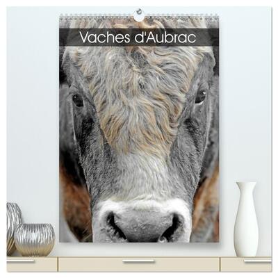 Image de Vaches d'Aubrac (Calendrier mural haut de gamme 2027 DIN A2 horizontal), CALVENDO calendrier mensuel
