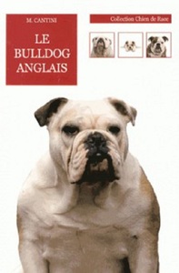Picture of BULLDOG ANGLAIS