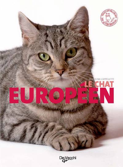 Image de CHAT EUROPEEN