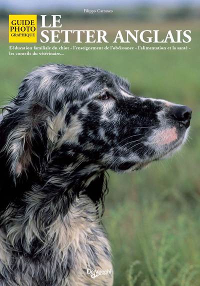 Image de SETTER ANGLAIS