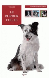 Image de BORDER COLLIE