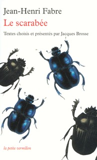 Le scarabée (9782710329954-front-cover)