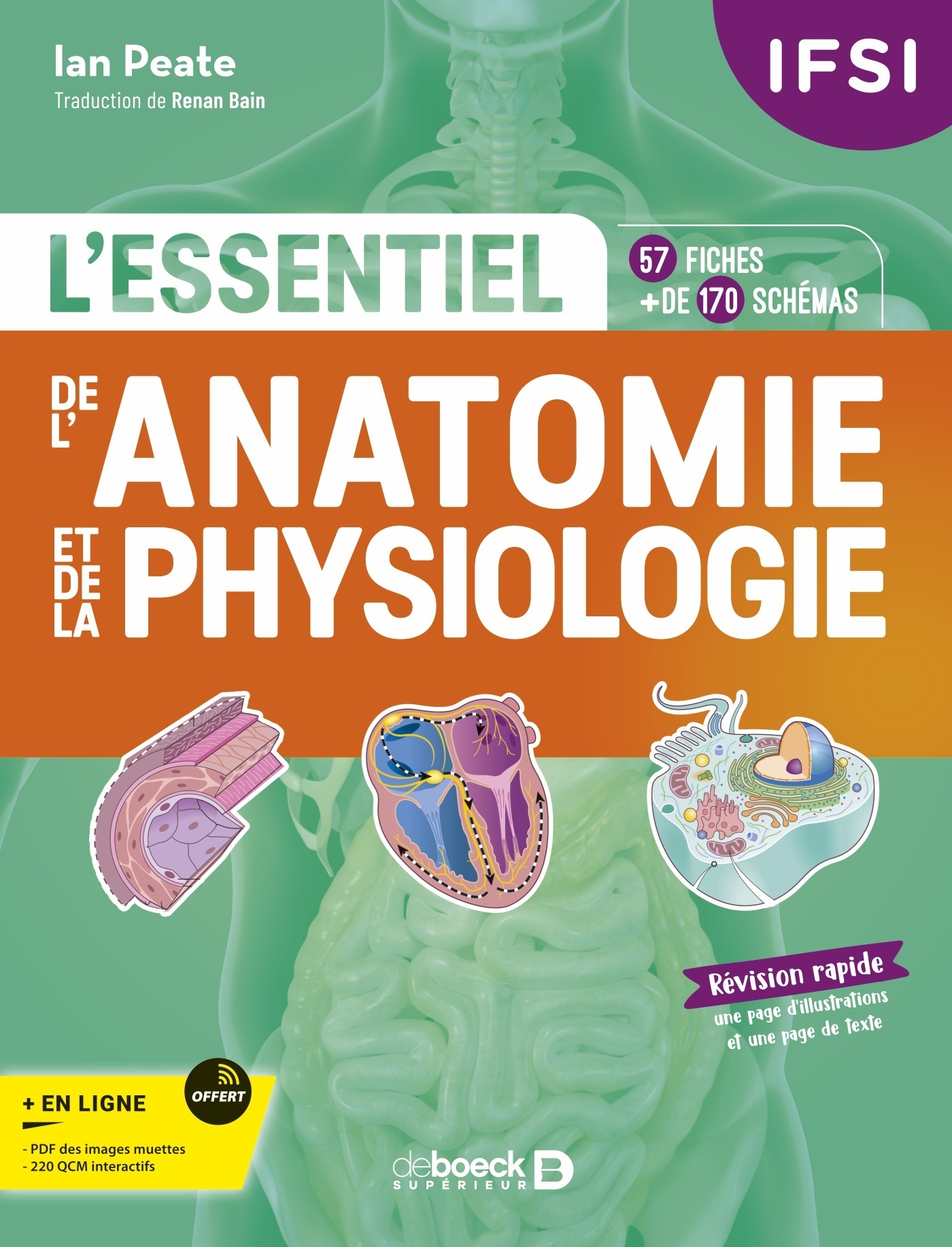 L'essentiel de l’anatomie et de la physiologie en fiches 