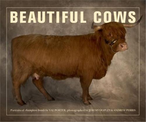 Beautiful Cows /anglais