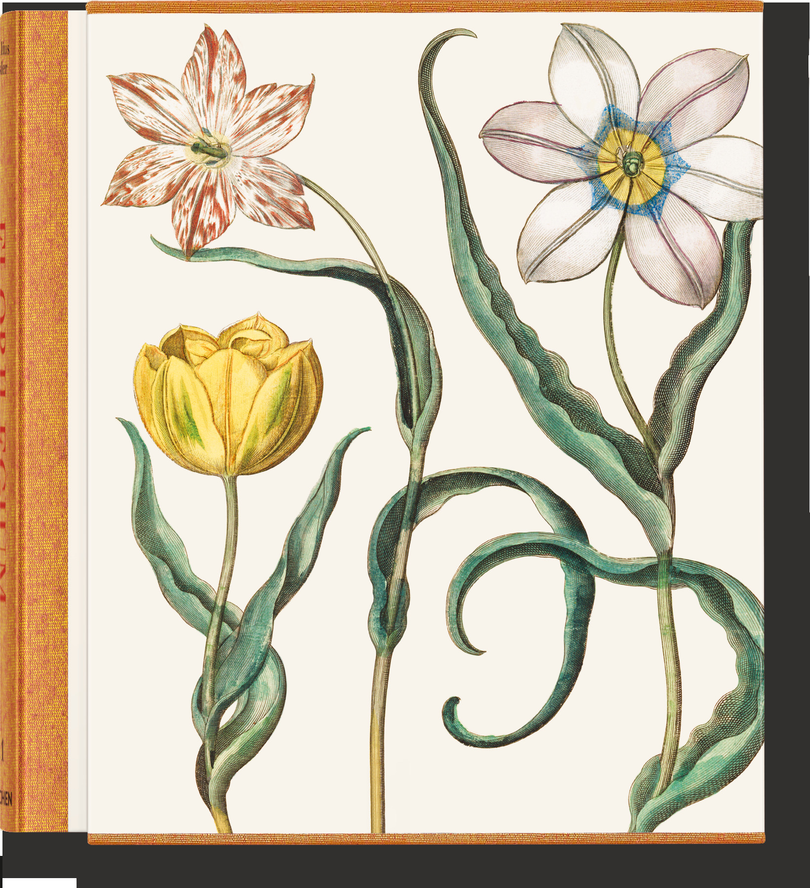 Basilius Besler. The Garden at Eichstätt