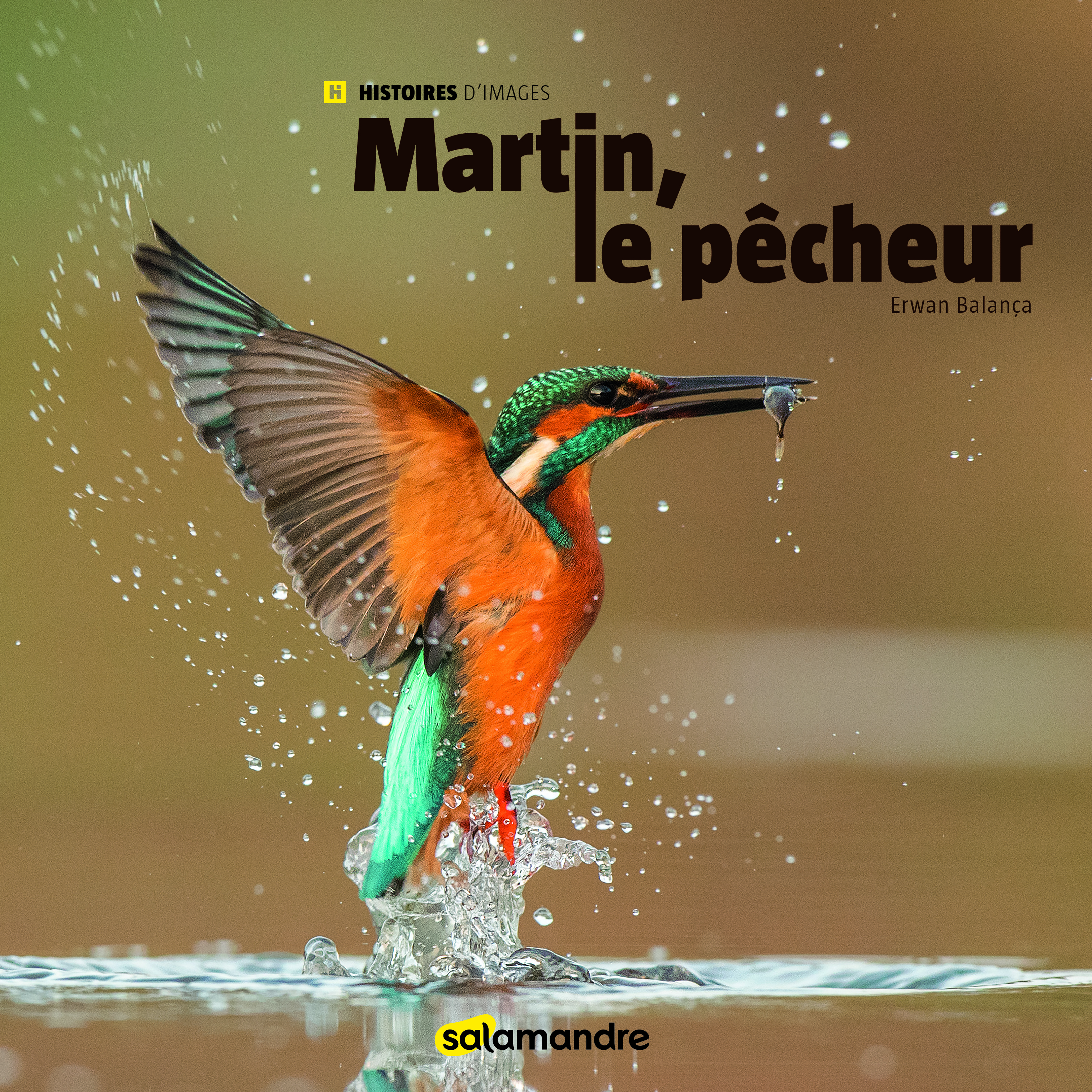 Le martin-pêcheur