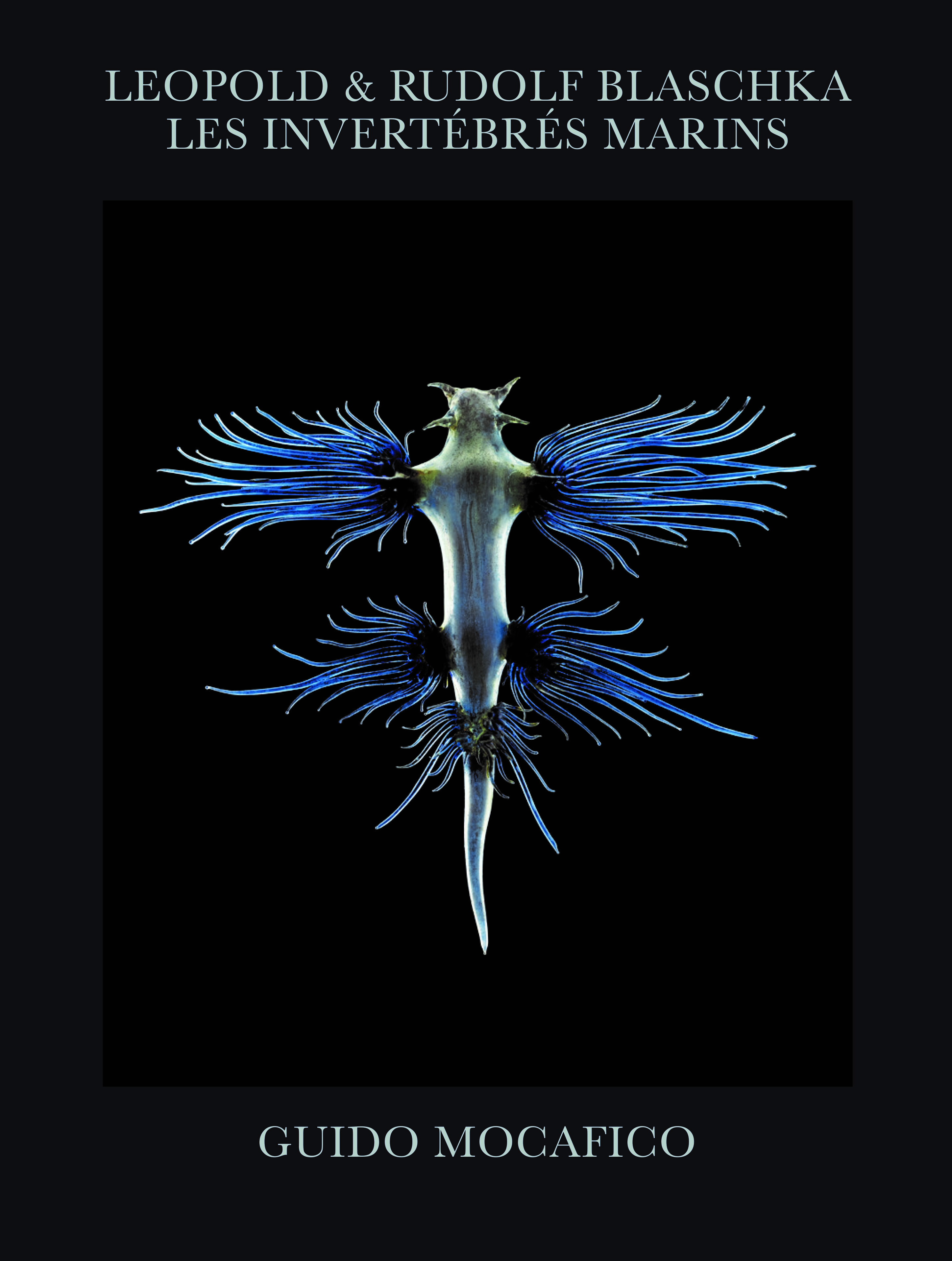 Blaschka - Les invértébrés marins