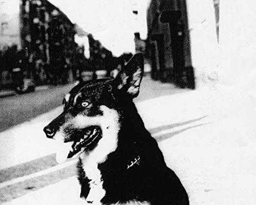 Christian Boltanski Entendre les chiens /franCais/anglais/allemand