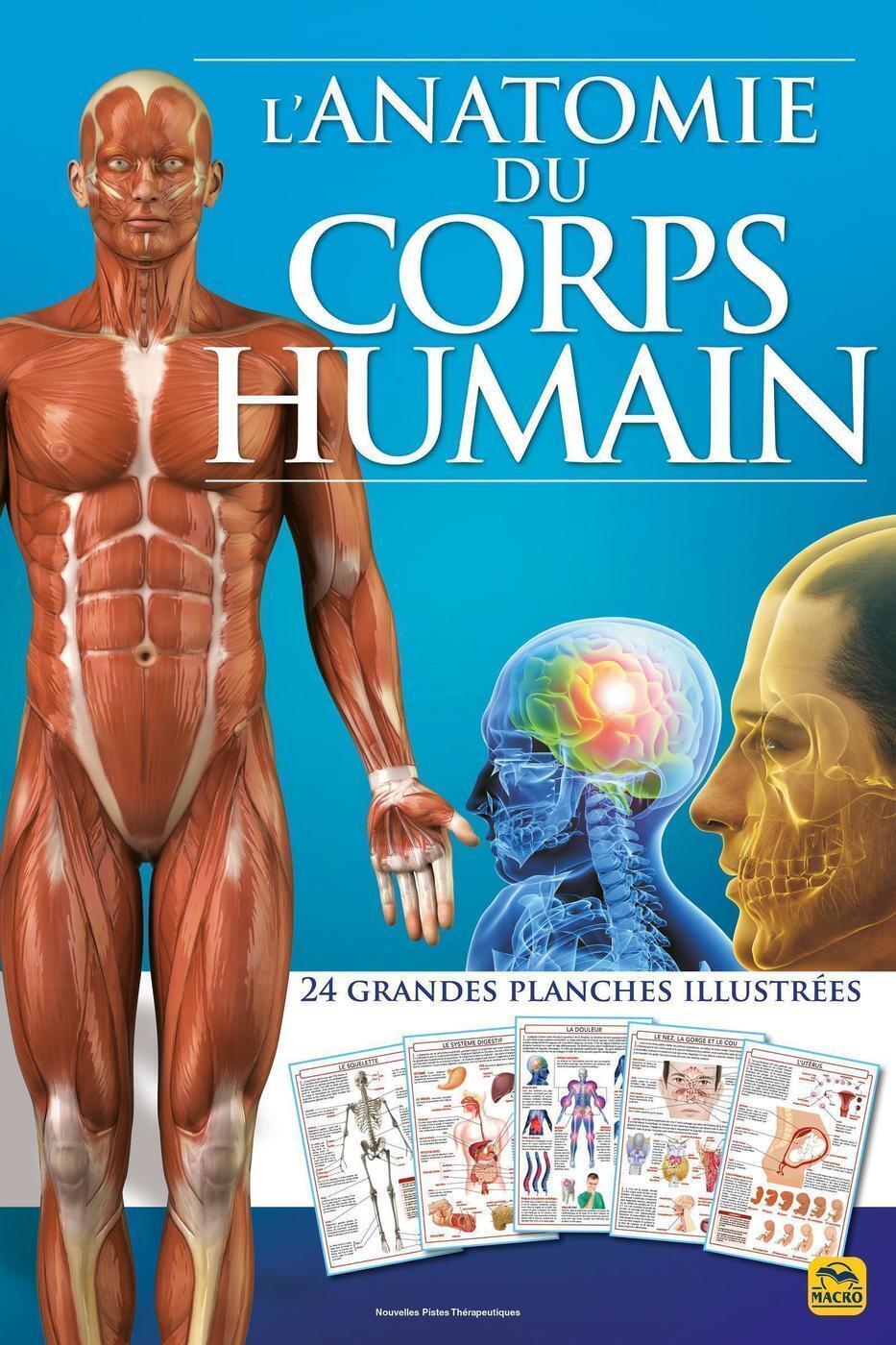 L'anatomie du corps humain