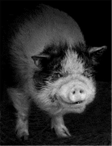 Elliot Ross Other Animals /anglais