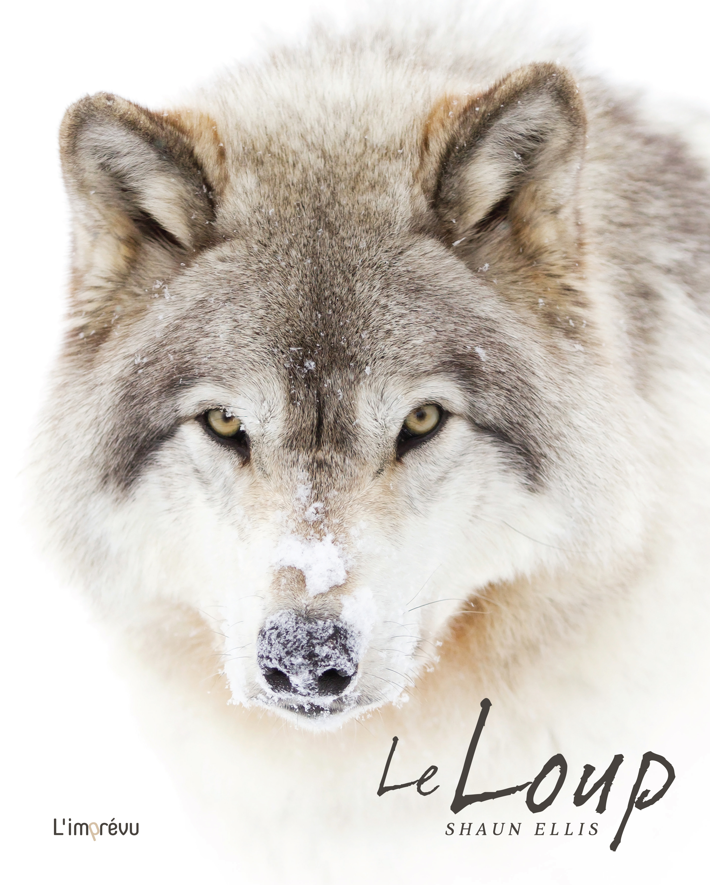 LOUP