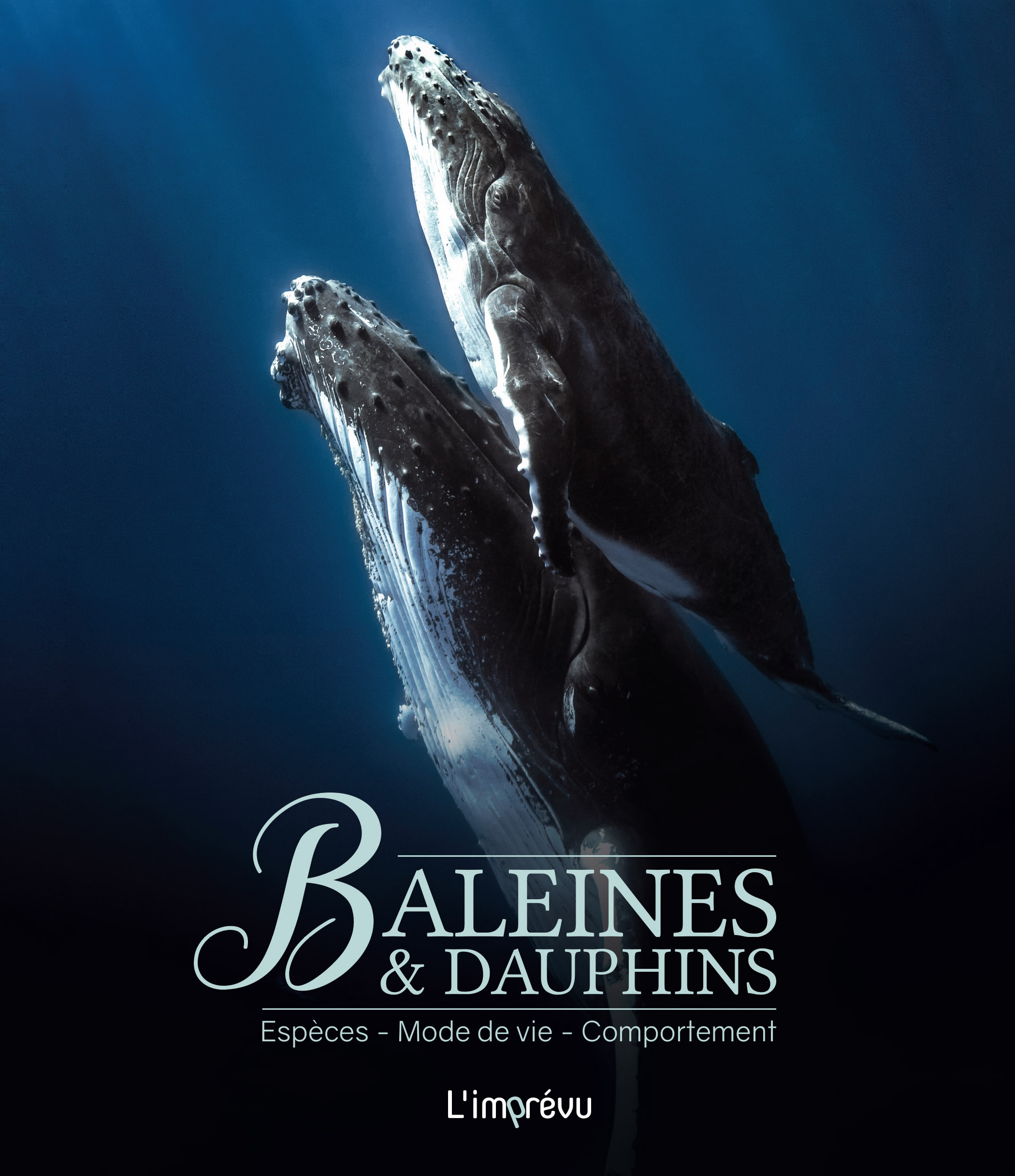Baleines et dauphins