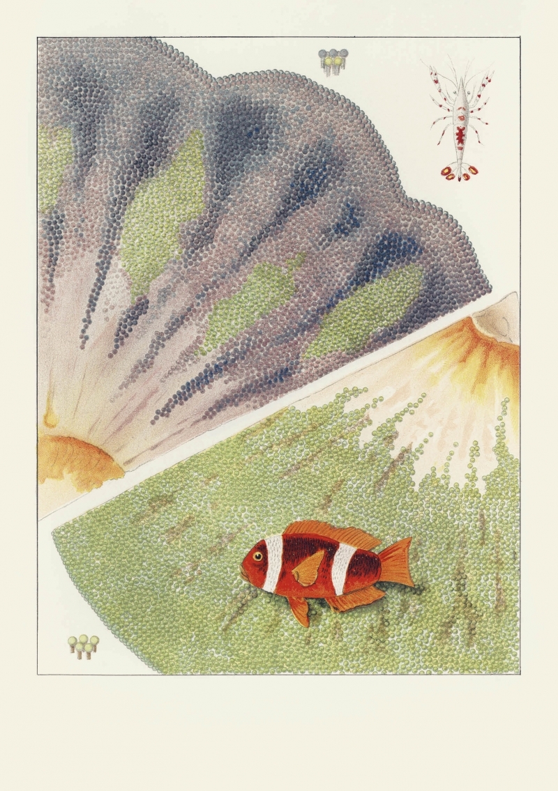 Carnet - La Grande Barrière de corail