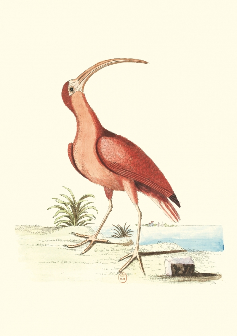 Carnet - Recueil de divers oiseaux