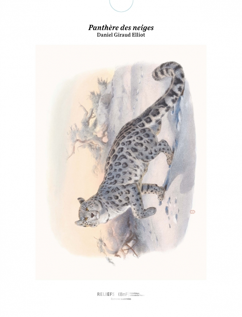 Tirage - Panthère des neiges - Edition illustrée