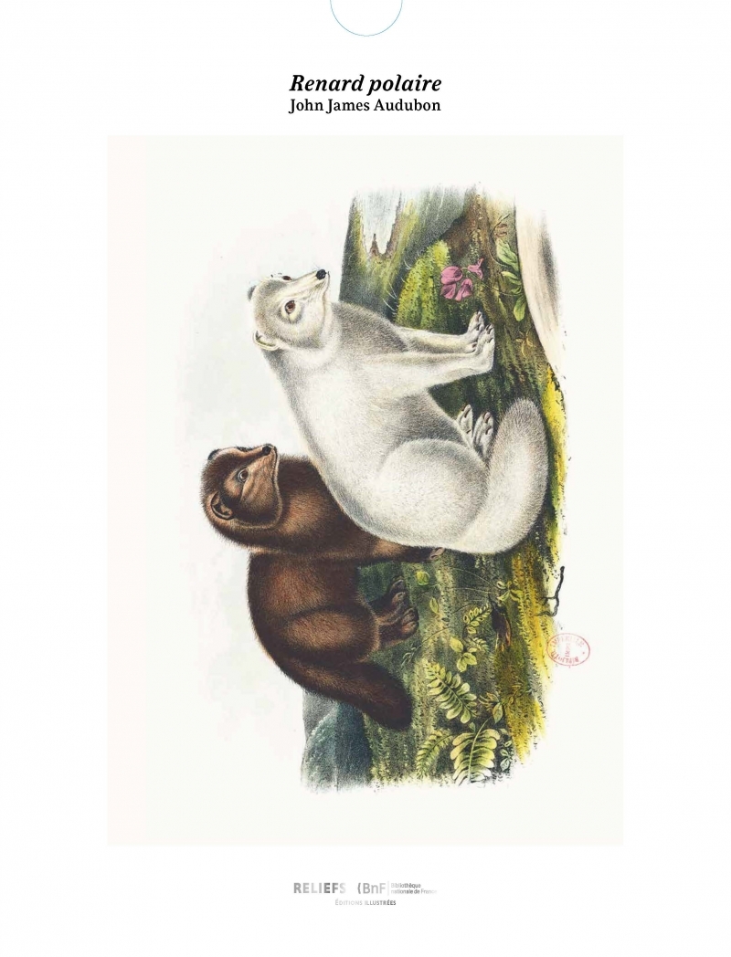 Tirage - Renard polaire - Edition illustrée