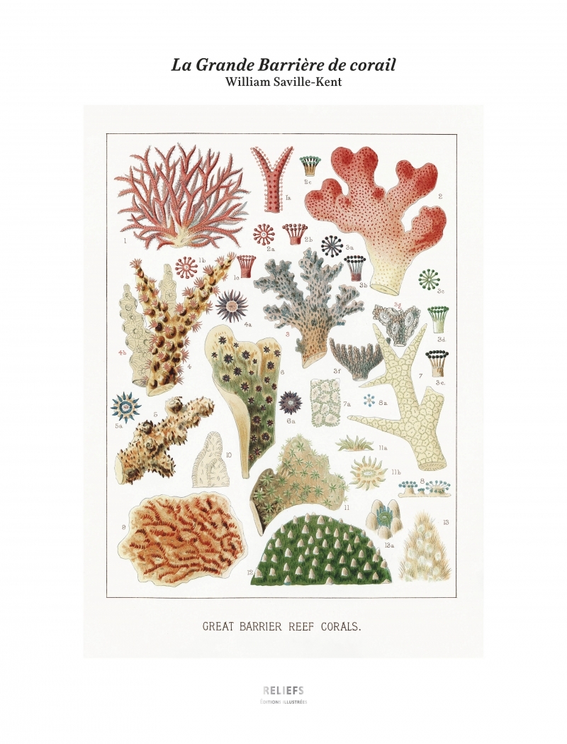 Tirage – La Grande Barrière de corail
