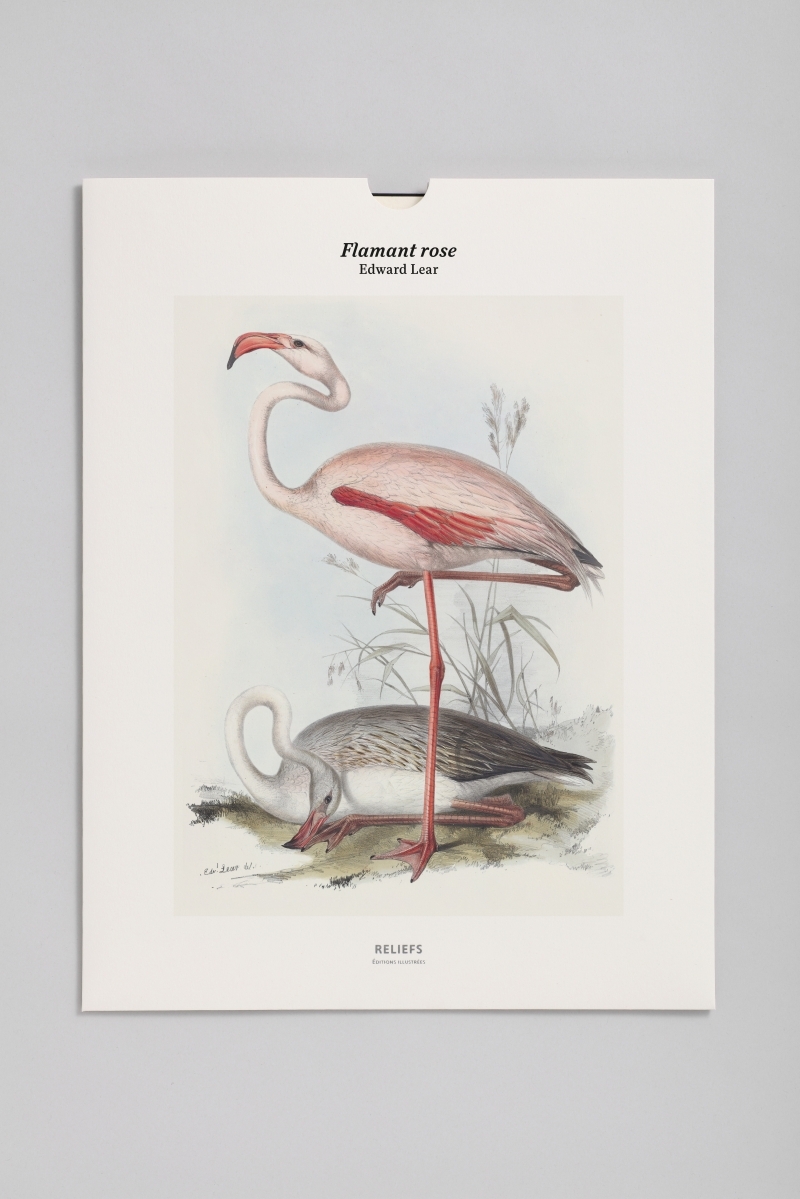 Tirage – Flamant rose - Édition illustrée