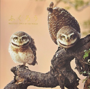 Beautiful Owls in the World /anglais