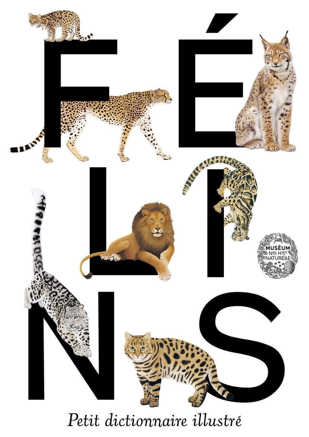 Félins - Petit dictionnaire illustré