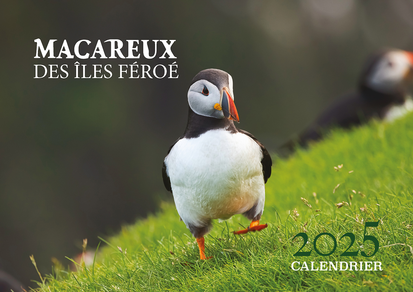 Calendrier 2025 - Macareux des îles féroé