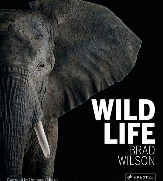 Brad Wilson Wild Life /anglais
