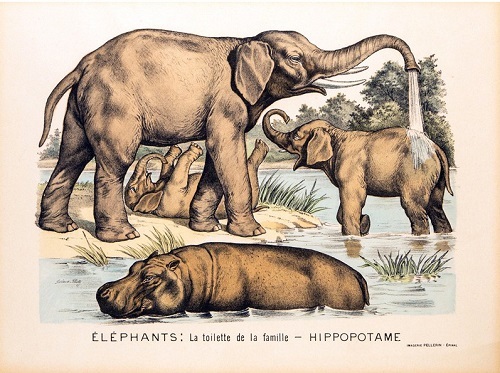 ELEPHANTS