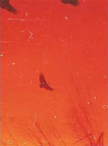 Adel Kolaszar Only Have Faith /anglais