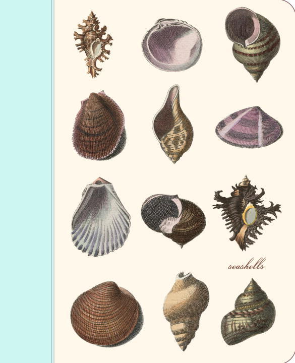 Seashells