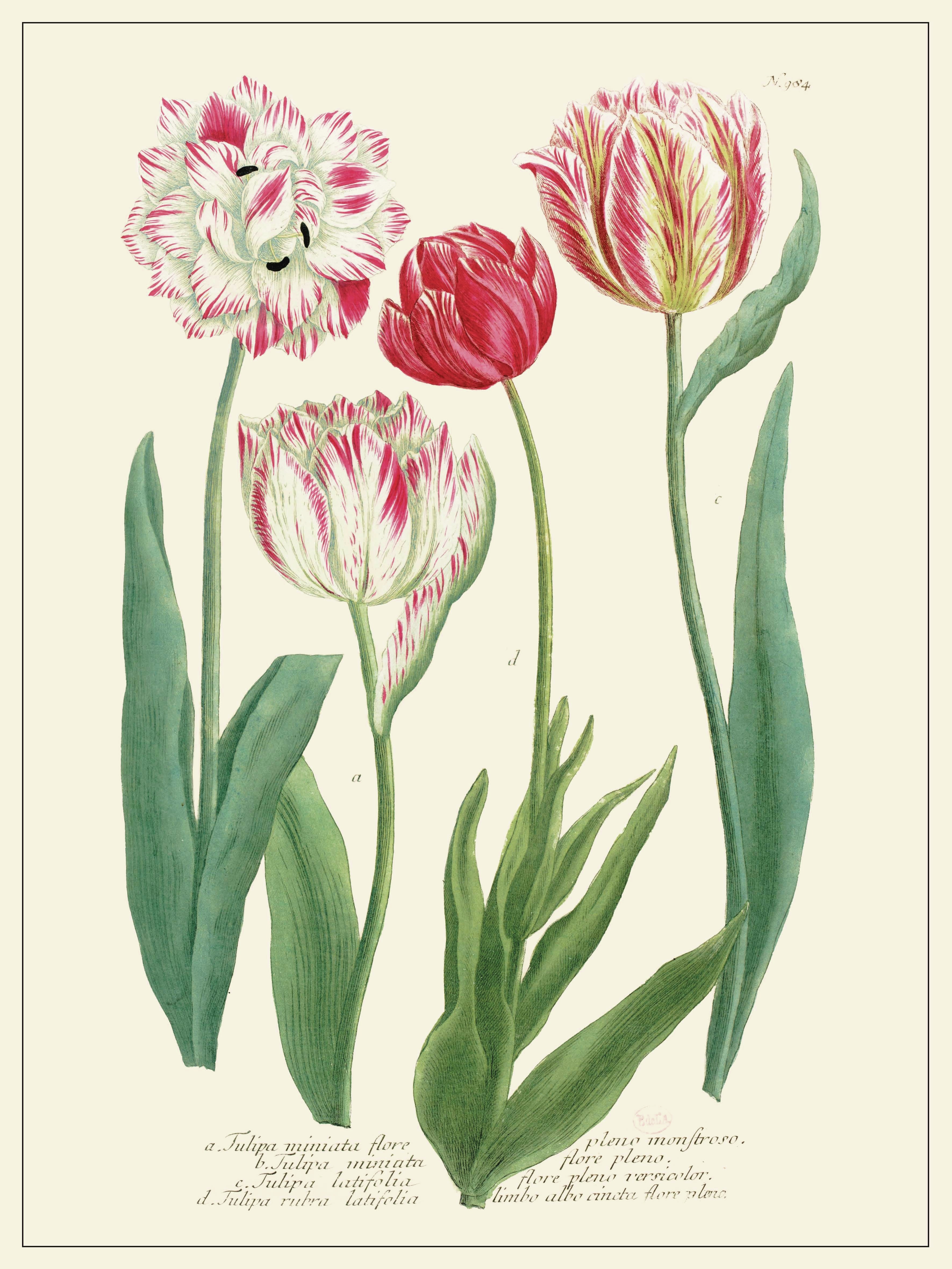 Planche Fleur Tulipes