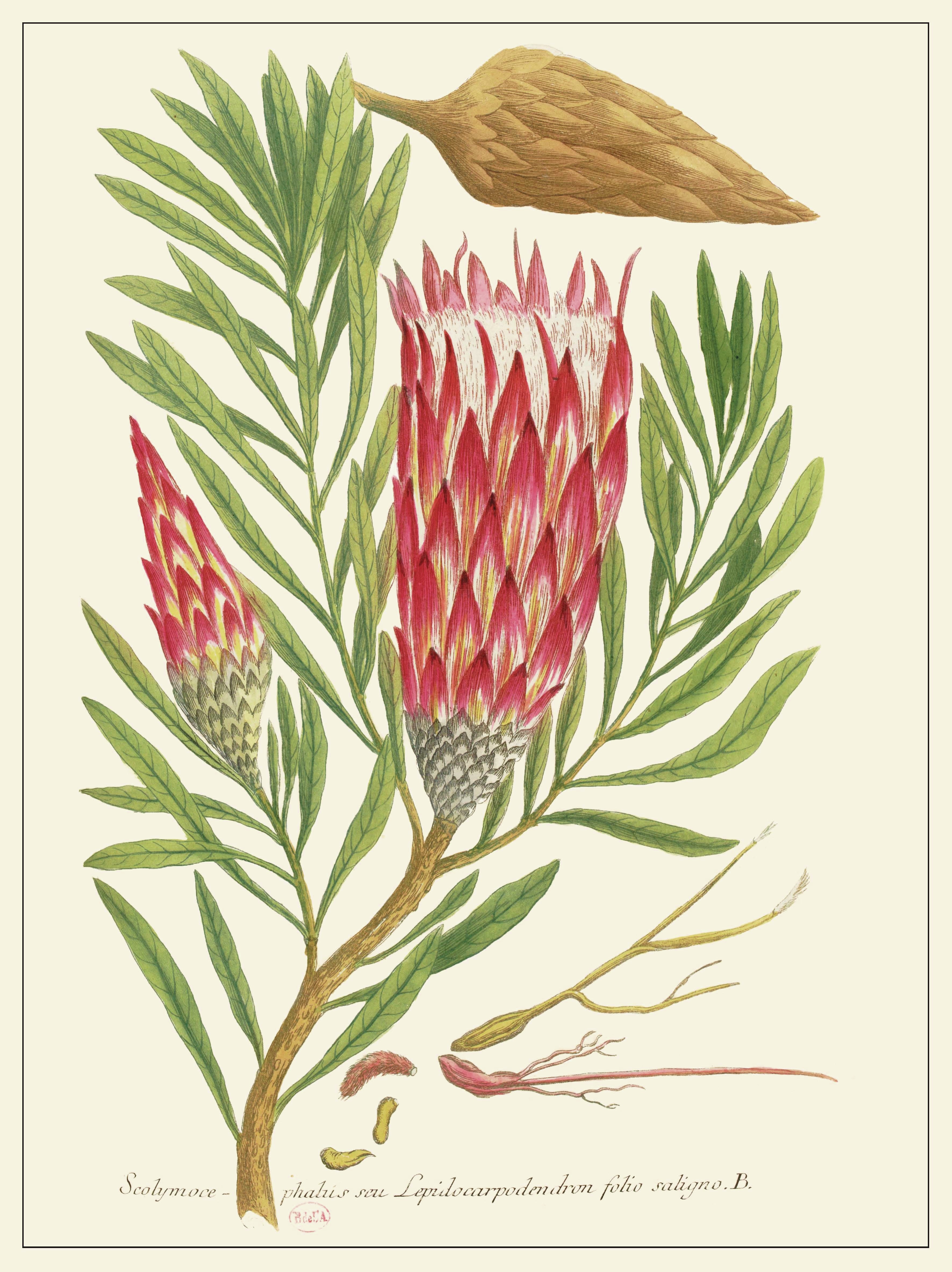 Planche Fleur Scolimoce