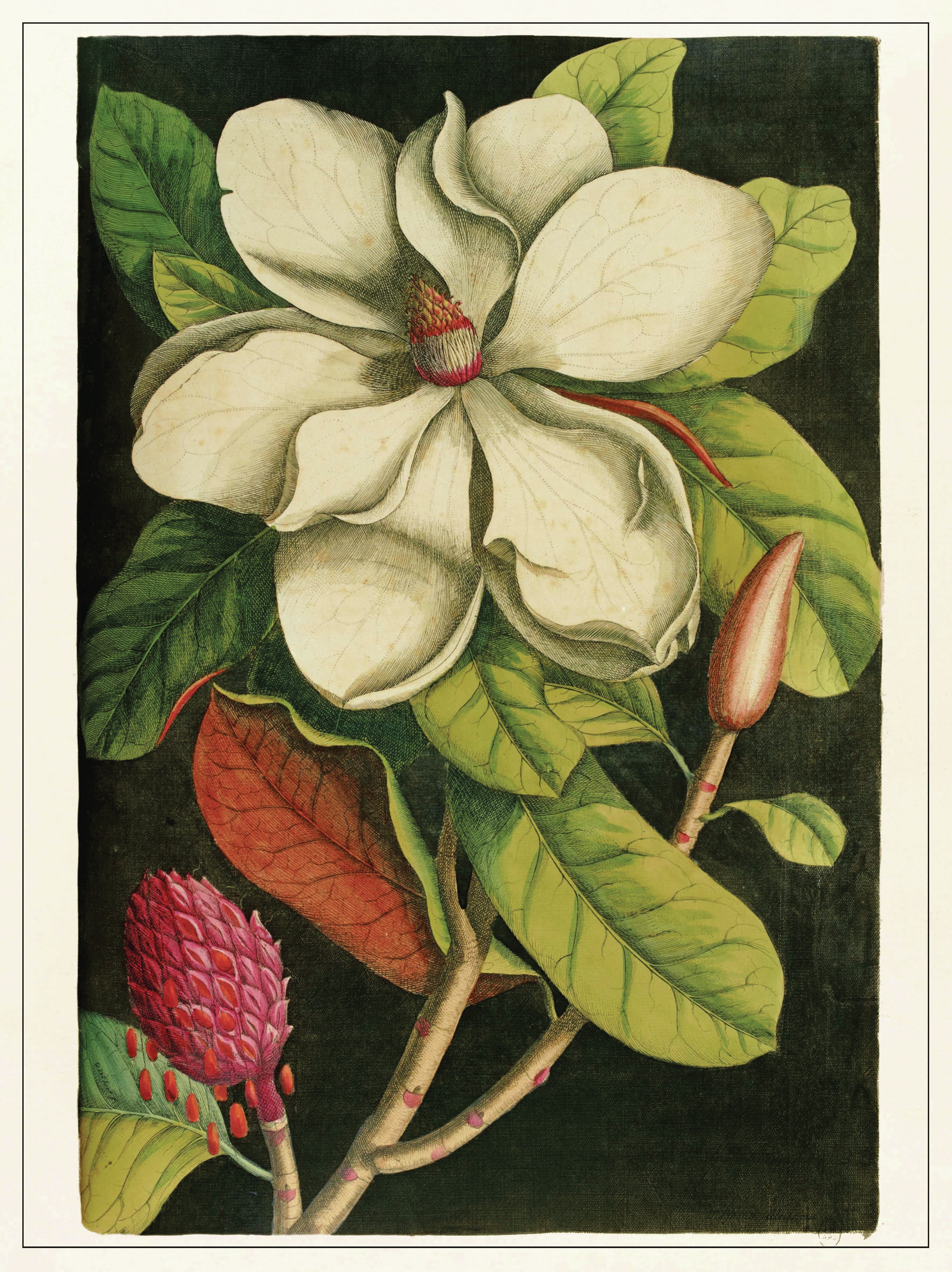 Planche Fleur Magnolia 1